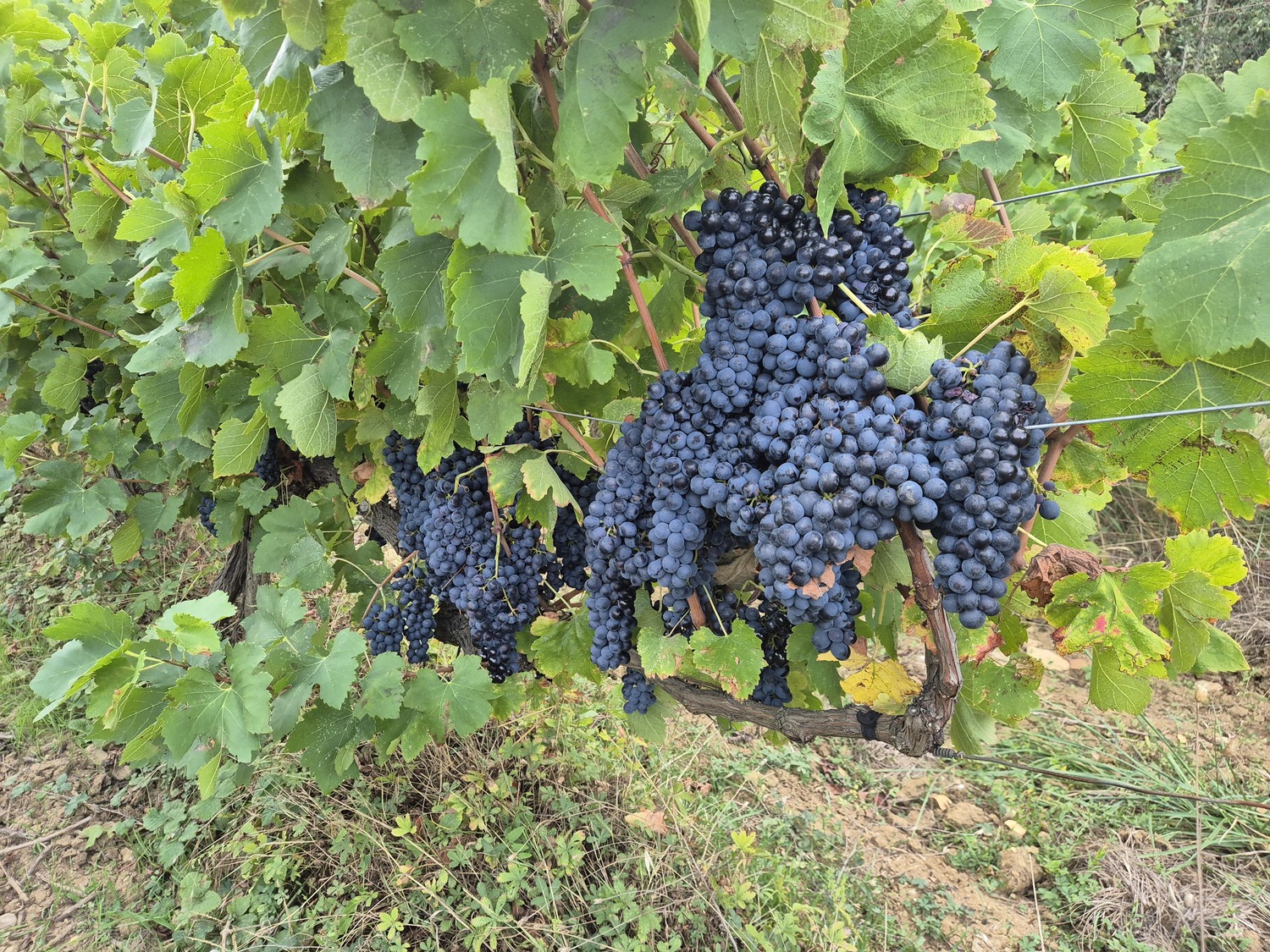 Les vignes de Mayrac