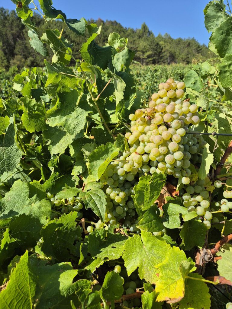 Plateau de la Syrah